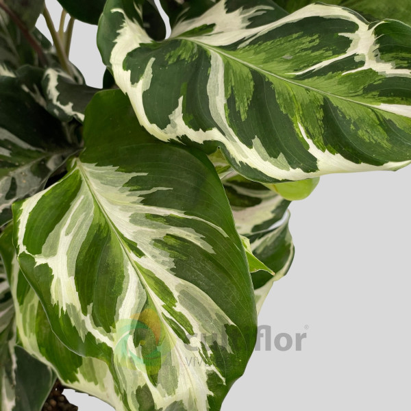 Calathea "Stella"