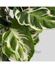 Calathea "Stella"
