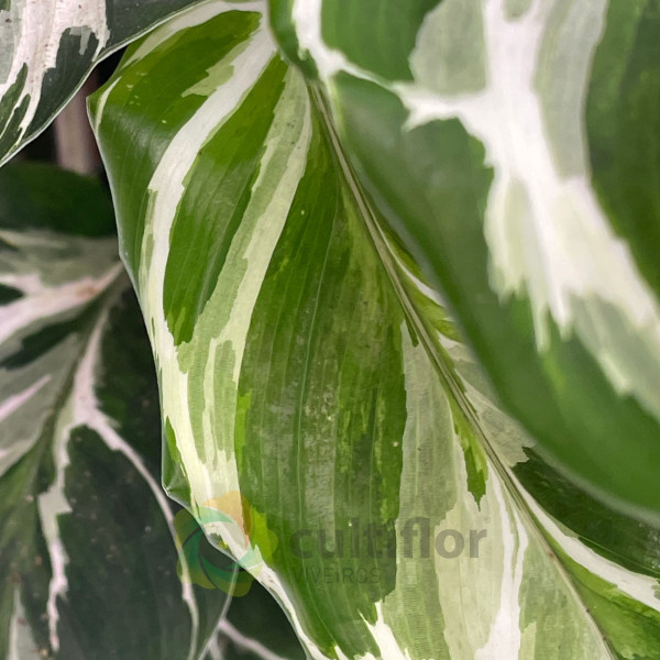 Calathea "Stella"