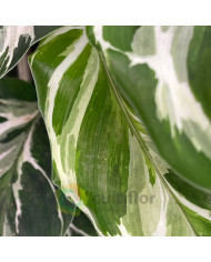 Calathea "Stella"