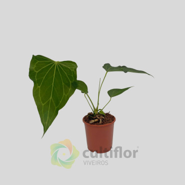 Anthurium "Delta Force"