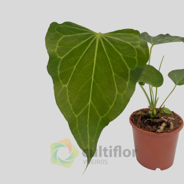 Anthurium "Delta Force"