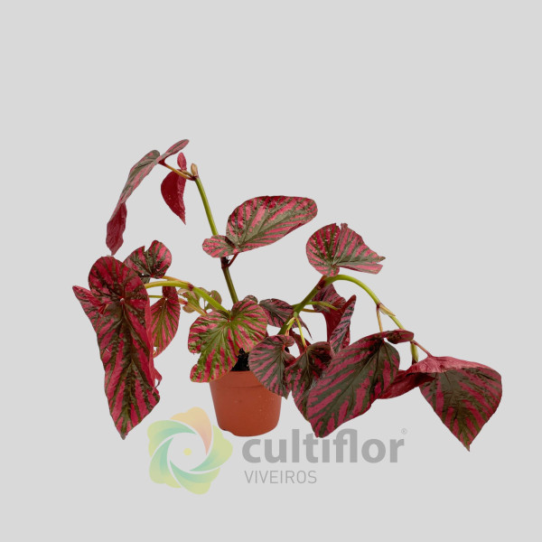 Begonia brevirimosa "Exotica"