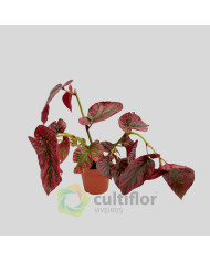 Begonia brevirimosa "Exotica"