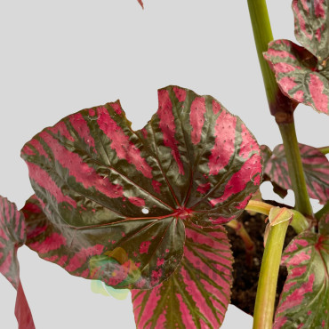 Begonia brevirimosa "Exotica"