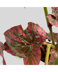Begonia brevirimosa "Exotica"