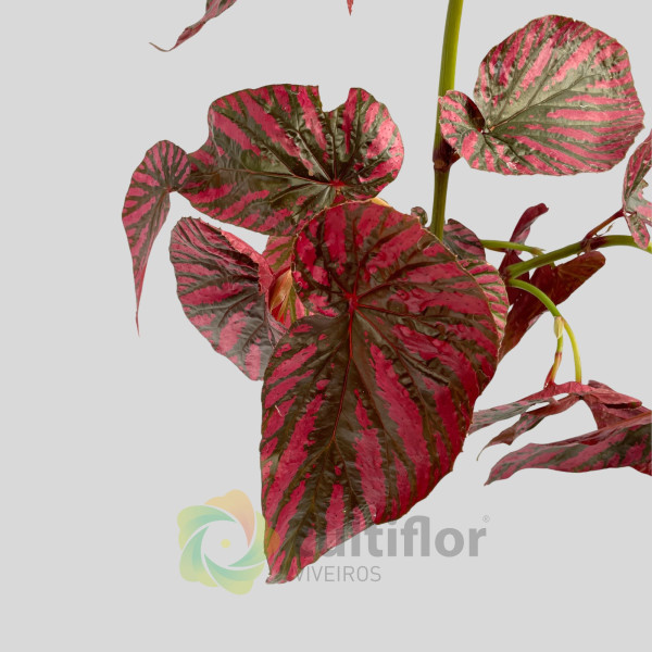 Begonia brevirimosa "Exotica"