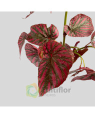 Begonia brevirimosa "Exotica"