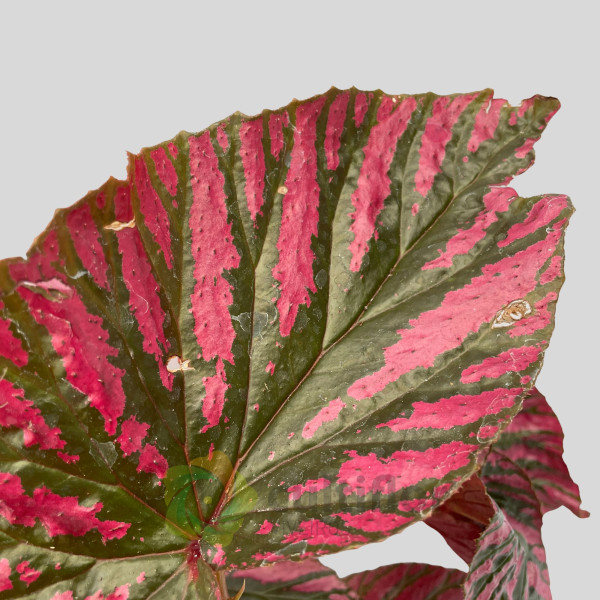 Begonia brevirimosa "Exotica"