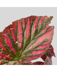 Begonia brevirimosa "Exotica"