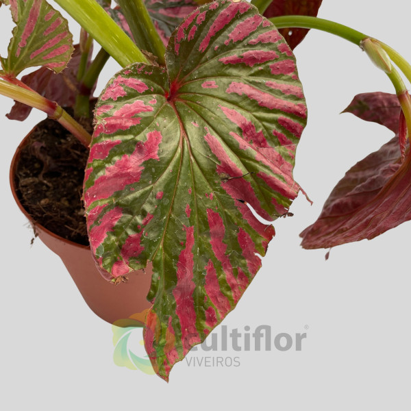 Begonia brevirimosa "Exotica"