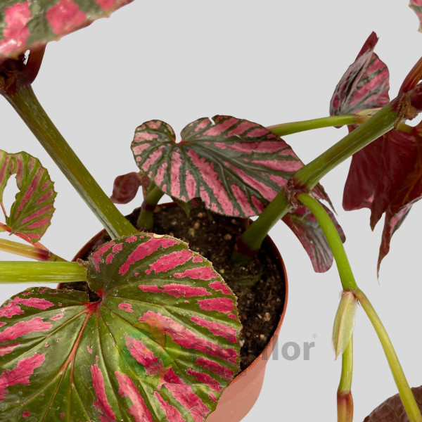 Begonia brevirimosa "Exotica"