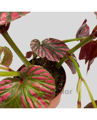 Begonia brevirimosa "Exotica"