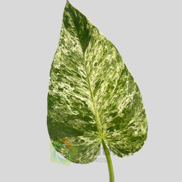 Philodendron giganteum "Blizzard"