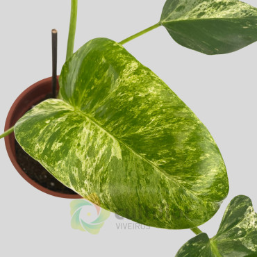 Philodendron giganteum "Blizzard"
