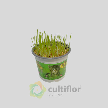 Hordeum sp - Erva para gato