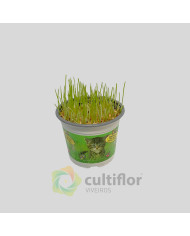 Hordeum sp - Erva para gato