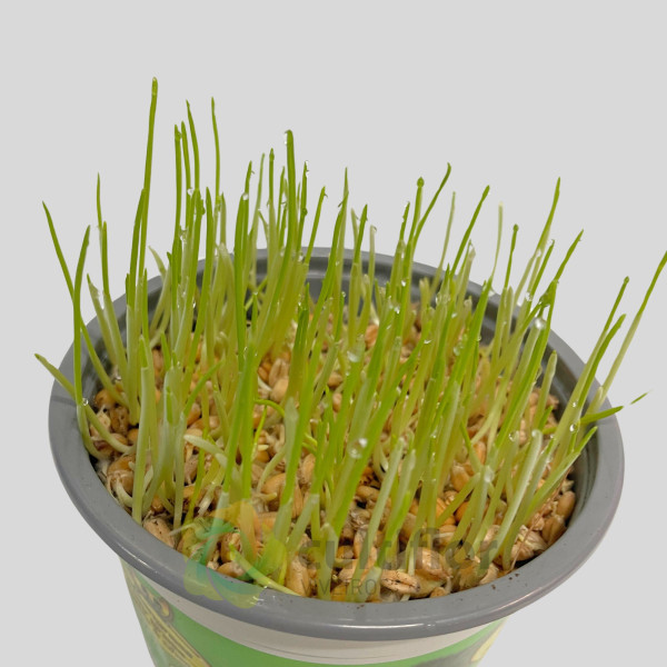 Hordeum sp - Erva para gato