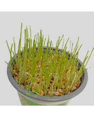 Hordeum sp - Erva para gato