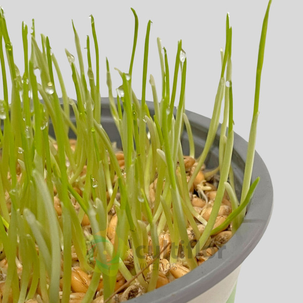 Hordeum sp - Erva para gato