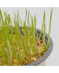 Hordeum sp - Erva para gato