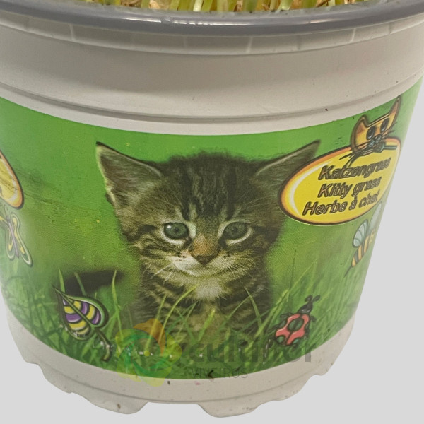 Hordeum sp - Erva para gato