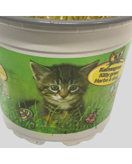 Hordeum sp - Erva para gato