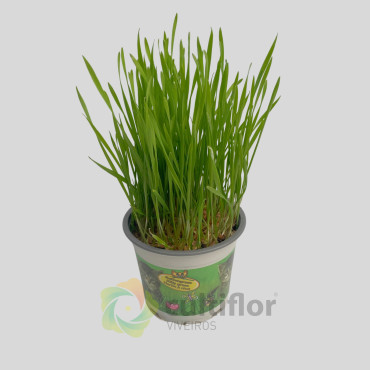 Hordeum sp - Erva para gato