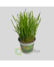 Hordeum sp - Erva para gato