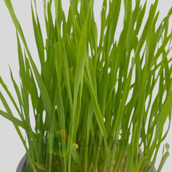 Hordeum sp - Erva para gato