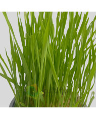 Hordeum sp - Erva para gato