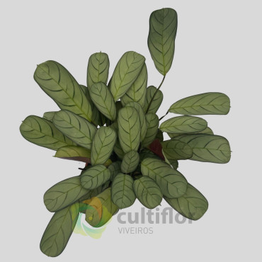 Ctenanthe burle marxii "Amagris"
