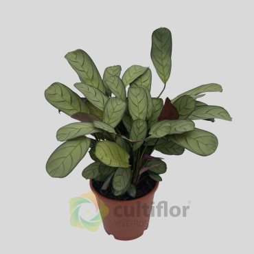 Ctenanthe burle marxii "Amagris"
