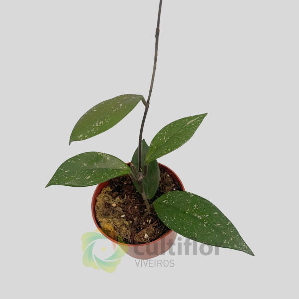 Hoya carnosa "Stardust" Hoya carnosa "Stardust"