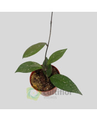 Hoya carnosa "Stardust" Hoya carnosa "Stardust"