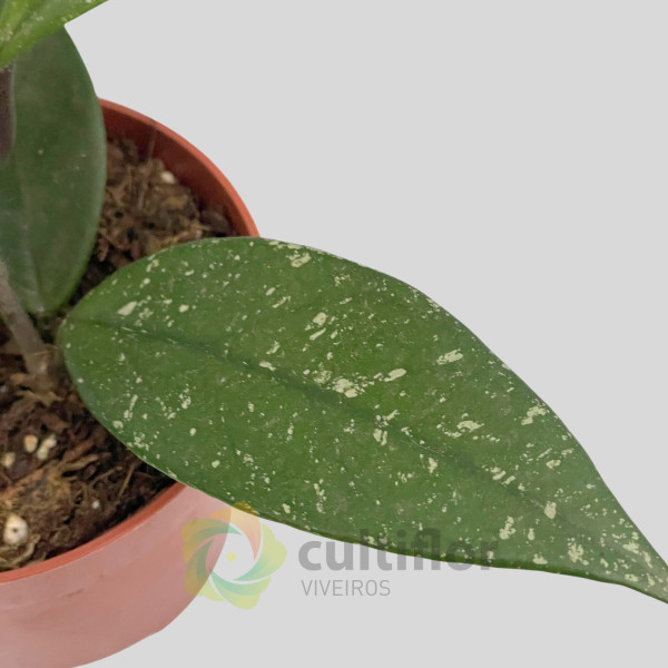Hoya carnosa "Stardust" Hoya carnosa "Stardust"