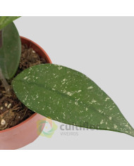 Hoya carnosa "Stardust" Hoya carnosa "Stardust"