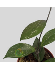 Hoya carnosa "Stardust" Hoya carnosa "Stardust"
