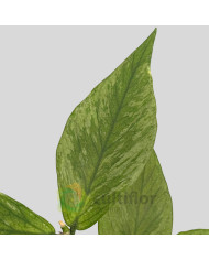 Hoya polyneura Broget