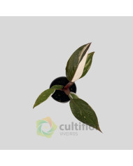 Philodendron "Red Anderson" Baby