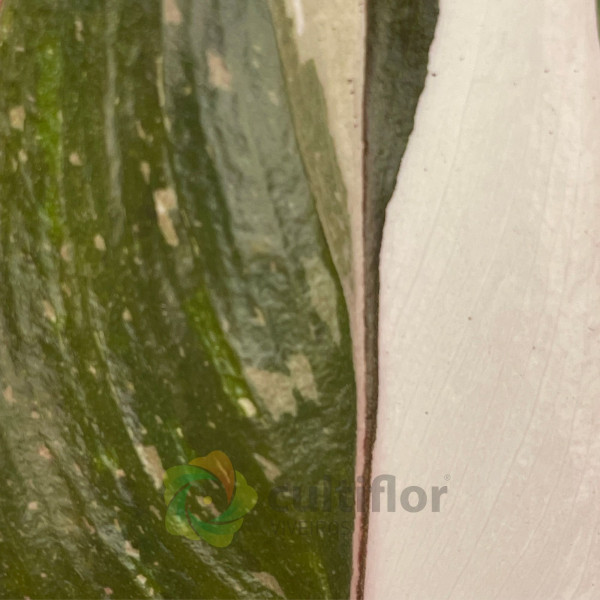 Philodendron "Red Anderson" Baby