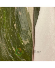 Philodendron "Red Anderson" Baby