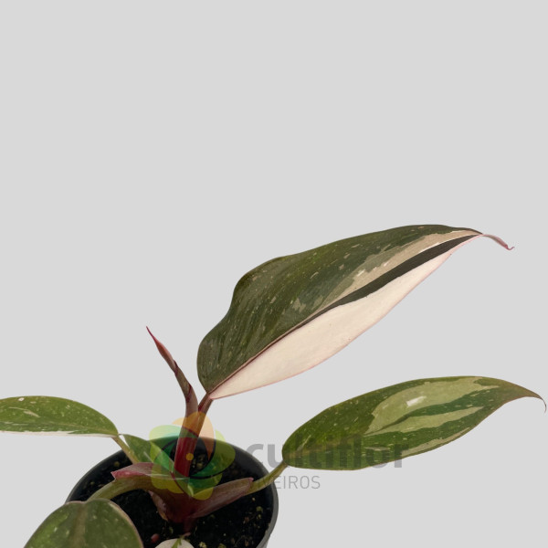 Philodendron "Red Anderson" Baby