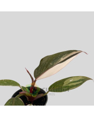 Philodendron "Red Anderson" Baby
