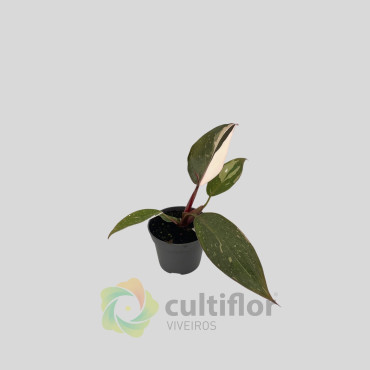 Philodendron "Red Anderson" Baby
