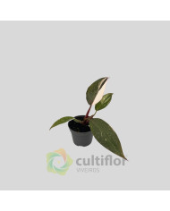 Philodendron "Red Anderson" Baby