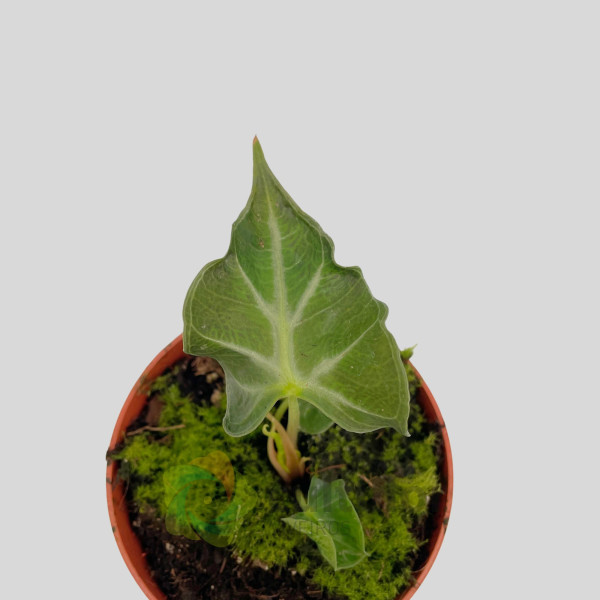 Alocasia "Loco"