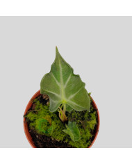 Alocasia "Loco"