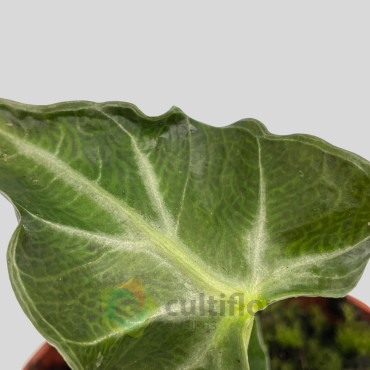 Alocasia "Loco"