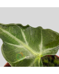 Alocasia "Loco"